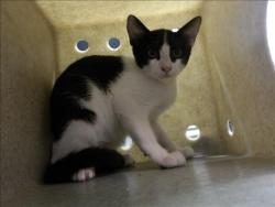 Shelter Stray Female Cat last seen , 11361 W Pico Blvd, Los Angeles, CA 90064, USA