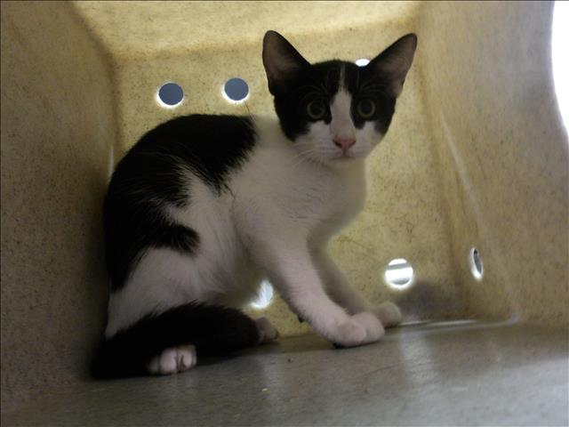 Shelter Stray Female Cat last seen , 11361 W Pico Blvd, Los Angeles, CA 90064, USA