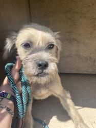 Shelter Stray Unknown Dog last seen Near BLOCK BELLA VISTA LN, OKLAHOMA CITY OK 73131, 2811 SE 29th St, Oklahoma City, OK 73129, USA