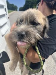 Shelter Stray Unknown Dog last seen Near BLOCK BELLA VISTA LN, OKLAHOMA CITY OK 73131, 2811 SE 29th St, Oklahoma City, OK 73129, USA