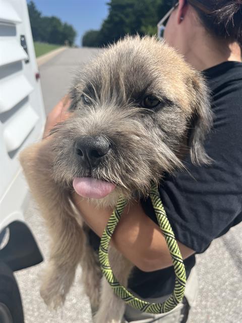 Shelter Stray Unknown Dog last seen Near BLOCK BELLA VISTA LN, OKLAHOMA CITY OK 73131, 2811 SE 29th St, Oklahoma City, OK 73129, USA