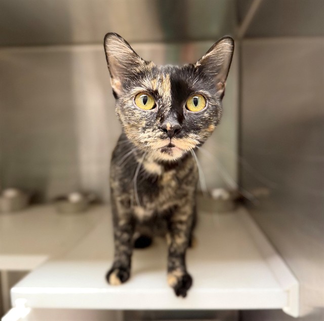 Shelter Stray Female Cat last seen Near BLOCK E BRIDGE ST, 12155 Park Blvd, Brighton, CO 80601, USA