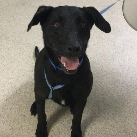 Shelter Stray Male Dog last seen Near BLOCK BARTON RD, RIVERSIDE, CA, 6851 Van Buren Boulevard, Jurupa Valley, CA 92509, USA