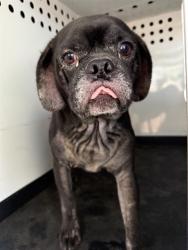 Shelter Stray Male Dog last seen Near BLK S HALEY ST BAKERSFIELD,CA, 201 S Mt Vernon Ave, Bakersfield, CA 93307, USA