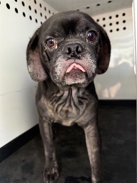 Shelter Stray Male Dog last seen Near BLK S HALEY ST BAKERSFIELD,CA, 201 S Mt Vernon Ave, Bakersfield, CA 93307, USA