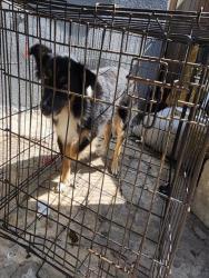 Shelter Stray Female Dog last seen Near BLOCK POTOMAC ST, 4710 TX-151, San Antonio, TX 78227, USA