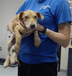 Shelter Stray Female Dog last seen Near BLOCK TOM STARLING RD, FAYETTEVILLE NC 28306, 4704 Corporation Dr, Fayetteville, NC 28306, USA