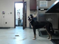 Shelter Stray Male Dog last seen Near BLOCK TEW ST, FAYETTEVILLE NC 28306, 4704 Corporation Dr, Fayetteville, NC 28306, USA