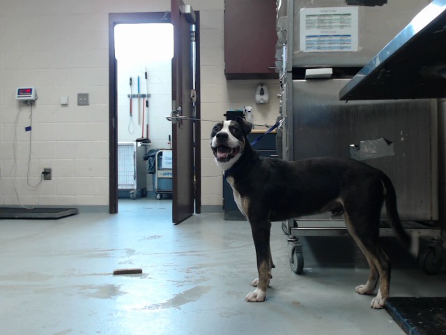 Shelter Stray Male Dog last seen Near BLOCK TEW ST, FAYETTEVILLE NC 28306, 4704 Corporation Dr, Fayetteville, NC 28306, USA