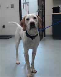 Shelter Stray Male Dog last seen Near BLOCK BLOCKADE RUNNER DR, FAYETTEVILLE NC 28306, 4704 Corporation Dr, Fayetteville, NC 28306, USA
