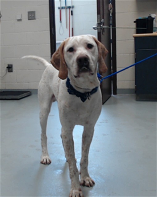 Shelter Stray Male Dog last seen Near BLOCK BLOCKADE RUNNER DR, FAYETTEVILLE NC 28306, 4704 Corporation Dr, Fayetteville, NC 28306, USA