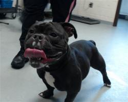 Shelter Stray Female Dog last seen Near BLOCK NORTH CAROLINA HIGHWAY 87, 4704 Corporation Dr, Fayetteville, NC 28306, USA