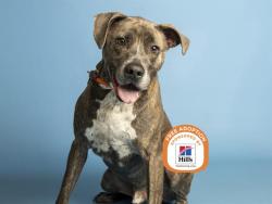 Shelter Stray Male Dog last seen YUMA/GOODYEAR, 5501 E Van Buren St, Phoenix, AZ 85008, USA