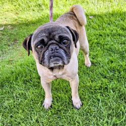 Shelter Stray Male Dog last seen , 600 Aviation Dr, Camarillo, CA 93010, USA