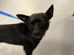 Shelter Stray Female Dog last seen Near BLOCK FILLMORE CT, HEMET CA 92543, 581 S Grand Ave, San Jacinto, CA 92582, USA