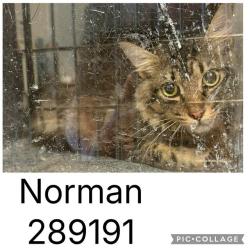 Shelter Stray Male Cat last seen COLISEUM DR, 4214 Fulton Mill Rd, Macon, GA 31216, USA