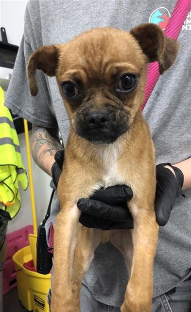 Shelter Stray Male Dog last seen Near BLOCK N MARTY AVE, FRESNO CA 93711 6557, 5277 E Airways Blvd, Fresno, CA 93727, USA