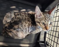 Shelter Stray Male Cat last seen Near BLOCK PEORIA ST, 2080 S Quebec St, Denver, CO 80231, USA