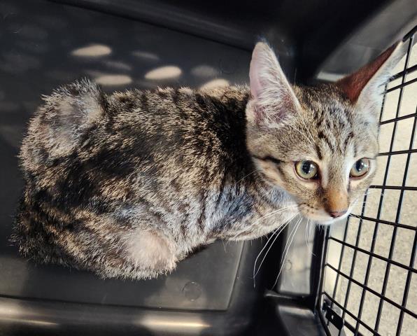Shelter Stray Male Cat last seen Near BLOCK PEORIA ST, 2080 S Quebec St, Denver, CO 80231, USA