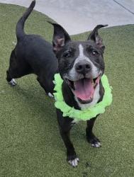 Shelter Stray Female Dog last seen Near BLOCK NE 45 CT, DEERFIELD BEACH FL 33064, 2400 SW 42nd St, Fort Lauderdale, FL 33312, USA