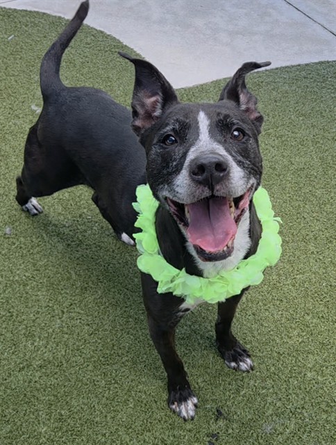 Shelter Stray Female Dog last seen Near BLOCK NE 45 CT, DEERFIELD BEACH FL 33064, 2400 SW 42nd St, Fort Lauderdale, FL 33312, USA