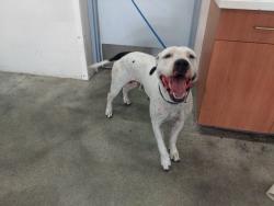 Shelter Stray Female Dog last seen Near BLOCK NW 23 TER, FORT LAUDERDALE FL 33311, 2400 SW 42nd St, Fort Lauderdale, FL 33312, USA
