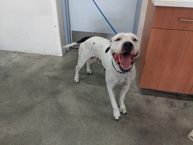 Shelter Stray Female Dog last seen Near BLOCK NW 23 TER, FORT LAUDERDALE FL 33311, 2400 SW 42nd St, Fort Lauderdale, FL 33312, USA