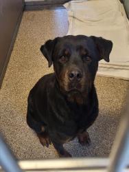 Shelter Stray Female Dog last seen Near BLOCK PAJARITO, 3001 2nd St SW, Albuquerque, NM 87105, USA