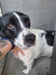 Shelter Stray Female Dog last seen Near BLOCK COORS BLVD, 3001 2nd St SW, Albuquerque, NM 87105, USA