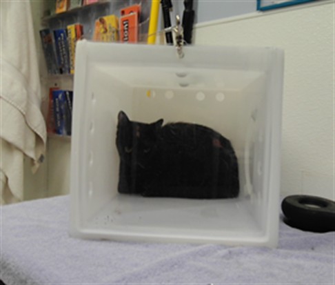 Shelter Stray Unknown Cat last seen Near BLOCK FLORA VISTA AVE SW, 3001 2nd St SW, Albuquerque, NM 87105, USA
