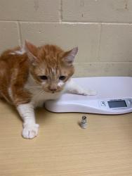 Shelter Stray Male Cat last seen 57TH AVE & 24TH ST, 2127 Front St, Sacramento, CA 95818, USA