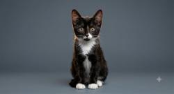Shelter Stray Male Cat last seen ABANDONED @ EDENFIELD RD & POLO CT, 2020 Forest St, Jacksonville, FL 32204, USA