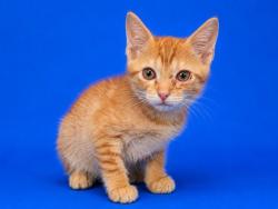 Shelter Stray Male Cat last seen ABANDONED @ EDENFIELD RD & POLO CT, 2020 Forest St, Jacksonville, FL 32204, USA
