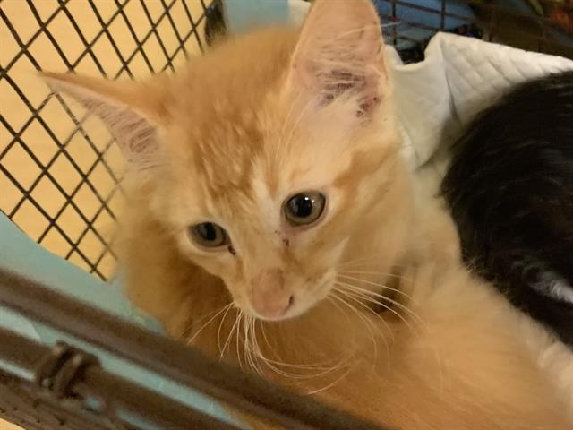 Shelter Stray Female Cat last seen EHRHARDT AVE & SUMMERTIDE WAY, 2127 Front St, Sacramento, CA 95818, USA