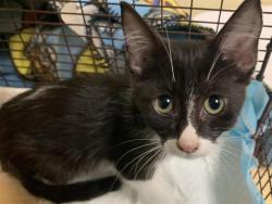 Shelter Stray Female Cat last seen EHRHARDT AVE & SUMMERTIDE WAY, 2127 Front St, Sacramento, CA 95818, USA