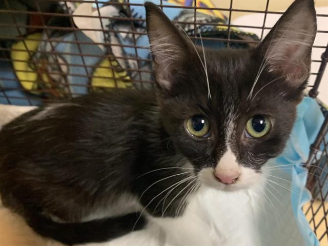 Shelter Stray Female Cat last seen EHRHARDT AVE & SUMMERTIDE WAY, 2127 Front St, Sacramento, CA 95818, USA