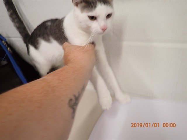 Shelter Stray Male Cat last seen WENTZVILLE, 4850 Mid Rivers Mall Dr, St Peters, MO 63376, USA