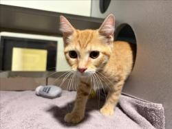 Shelter Stray Male Cat last seen ZIEGER LN, CHAPEL HILL, NC, 1601 Eubanks Rd, Chapel Hill, NC 27516, USA