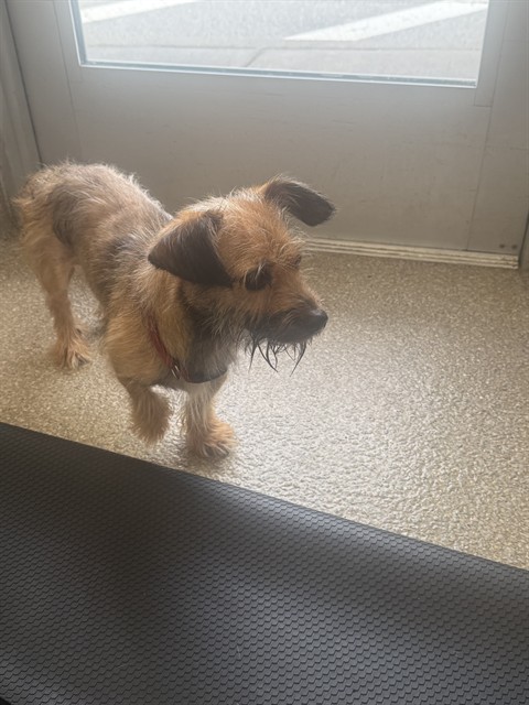 Shelter Stray Male Dog last seen Near BLOCK MARYMAN RD, 3528 Newburg Rd, Louisville, KY 40218, USA