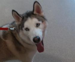 Shelter Stray Male Dog last seen Near BLOCK FAIRDALE, 3528 Newburg Rd, Louisville, KY 40218, USA