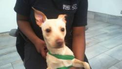 Shelter Stray Male Dog last seen CHARLOTTE, 8315 Byrum Dr, Charlotte, NC 28217, USA