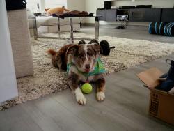 Lost Male Dog last seen Delmont Park Lane in clearwood crossing neighborhood, Houston, TX 77075