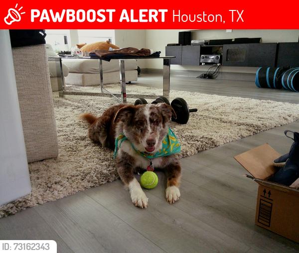 Lost Male Dog last seen Delmont Park Lane in clearwood crossing neighborhood, Houston, TX 77075