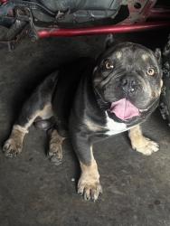 Lost Male Dog last seen E helms, Houston, TX 77037