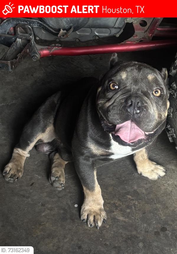 Deceased Male Dog last seen Near E Helms Rd, Houston, TX 77037, USA, Houston, TX 77037