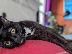 Reunited Male Cat last seen East Burnside Street and Southeast 87th Avenue, Portland, OR 97216