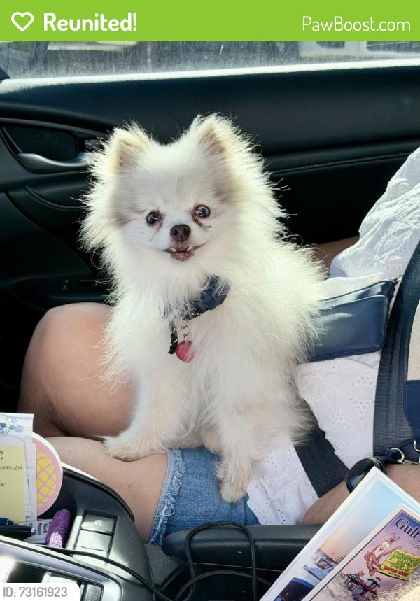 Reunited Female Dog last seen Tuscany Subdivision Destin, Destin, FL 32541