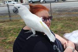 Lost Female Bird last seen Near Windward Shopping Center, Kaneohe, HI 96744
