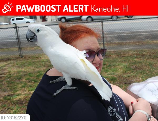 Lost Female Bird last seen Near Windward Shopping Center, Kaneohe, HI 96744