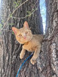 Lost Male Cat last seen SE 36th and SE 44th between High and I-35 service road, Oklahoma City, OK 73129